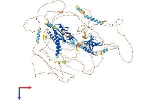 Anillin Protein (AA 1-1124) (His tag)