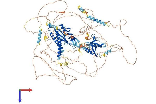 Anillin Protein (AA 1-1124) (His tag)
