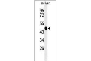 Western blot analysis of WAS Antibody (Center) (ABIN653830 and ABIN2843097) in mouse liver tissue lysates (35 μg/lane). (WASP Antikörper  (AA 116-144))