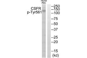 Western blot analysis of extracts from HepG2 cells treated with PMA using CSFR (Phospho-Tyr561) Antibody. (CSF1R Antikörper  (pTyr561))