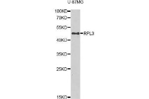 Western blot analysis of extracts of U-87MG cells, using RPL3 antibody (ABIN5975454) at 1/1000 dilution. (RPL3 Antikörper)