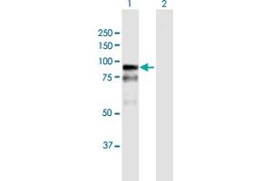 Western Blot analysis of BAZ2B expression in transfected 293T cell line by BAZ2B MaxPab polyclonal antibody. (BAZ2B Antikörper  (AA 1-643))