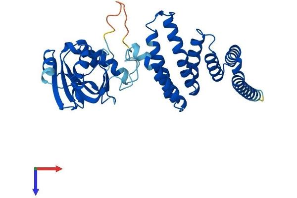 AIP Protein (AA 1-330) (His tag)