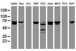 Image no. 5 for anti-Coiled-Coil Domain Containing 93 (CCDC93) (AA 293-631) antibody (ABIN1491348) (CCDC93 Antikörper  (AA 293-631))