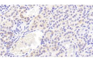 Immunohistochemistry (IHC) image for anti-Interleukin 1 Receptor Antagonist (IL1RN) (AA 26-177) antibody (ABIN7431371)