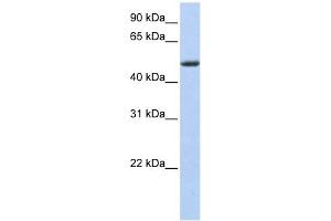PHLDA1 antibody used at 1 ug/ml to detect target protein. (PHLDA1 Antikörper  (Middle Region))