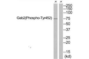 Western blot analysis of extracts from JK, using Gab2 (Phospho-Tyr452) antibody. (GAB2 Antikörper  (pTyr452))