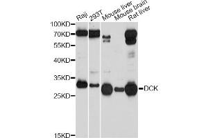 Western blot analysis of extracts of various cell lines, using DCK Antibody (ABIN5970907) at 1/1000 dilution. (DCK Antikörper)