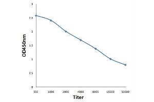 ELISA image for anti-Nuclear Factor of kappa Light Polypeptide Gene Enhancer in B-Cells 1 (NFKB1) (pSer893) antibody (ABIN710666)