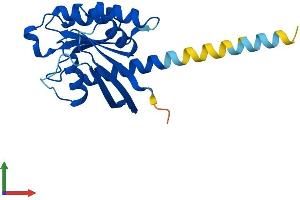 AlphaFold protein structure predicition of Mouse Recombinant Rerg Protein, UniprotID Q8R367