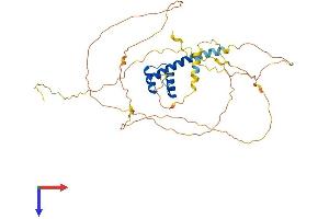 MNX1 Protein (AA 1-404) (His tag)