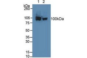 Western blot analysis of (1) Human HeLa cells and (2) Human HepG2 Cells.