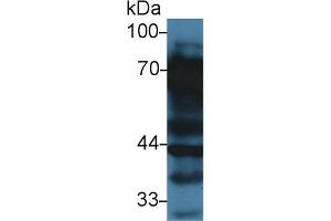 Western Blot; Sample: Rat Liver lysate; Primary Ab: 3µg/ml Rabbit Anti-Rat VTN Antibody Second Ab: 0.