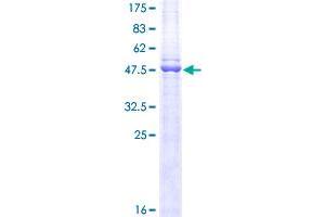 Image no. 1 for CD3 epsilon (CD3E) (AA 23-207) protein (GST tag) (ABIN1348631)
