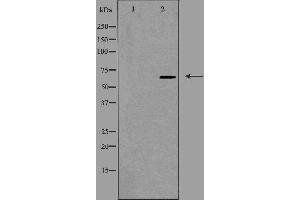 Western blot analysis of extracts from K562 cells using CDC40 antibody. (CDC40 Antikörper)