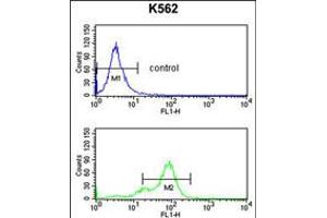 Flow cytometry analysis of K562 cells (bottom histogram) compared to a negative control cell (top histogram). (SNRPC Antikörper  (C-Term))