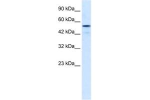 Western Blotting (WB) image for anti-Smad Nuclear Interacting Protein 1 (SNIP1) antibody (ABIN2460757)