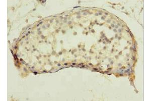 Immunohistochemistry of paraffin-embedded human testis tissue using ABIN7166918 at dilution of 1:100 (QTRT1 Antikörper  (Catalytic Subunit 1))