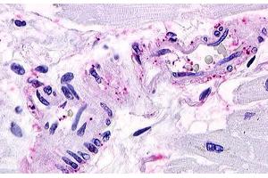 Image no. 1 for anti-Sphingosine-1-Phosphate Receptor 1 (S1PR1) (Cytoplasmic Domain) antibody (ABIN1049316) (S1PR1 Antikörper  (Cytoplasmic Domain))