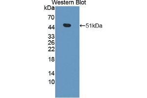 Detection of Recombinant CPA3, Mouse using Polyclonal Antibody to Carboxypeptidase A3 (CPA3) (CPA3 Antikörper  (AA 16-417))