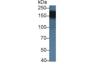Western Blotting (WB) image for anti-High Density Lipoprotein Binding Protein (HDLBP) (AA 158-371) antibody (ABIN7440869)