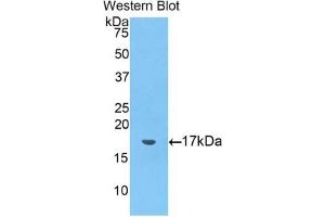 Detection of Recombinant GAL2, Mouse using Polyclonal Antibody to Galectin 2 (GAL2) (Galectin 2 Antikörper  (AA 1-130))