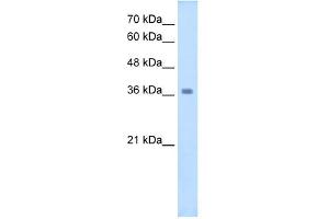 WNT16 antibody used at 2.