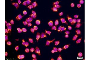 Immunofluorescence (IF) image for anti-CD34 (CD34) (AA 301-385) antibody (ABIN671361)