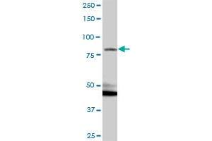 KIAA1026 MaxPab polyclonal antibody. (Kazrin Antikörper  (AA 1-415))