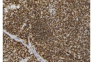 ABIN6277770 at 1/100 staining Mouse spleen tissue by IHC-P.