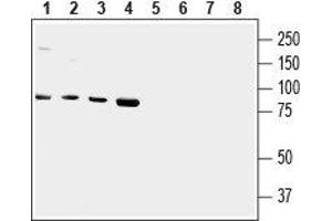 Western blot analysis of human HMC3 microglial (lanes 1 and 5), Jurkat T-cell leukemia (lanes 2 and 6), HepG2 liver hepatoma (lanes 3 and 7) and chronic myelogenous K562 leukemia (lanes 4 and 8) cell lysates: - 1-4. (TRPV2 Antikörper  (1st Extracellular Loop))