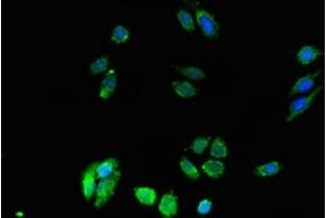 Immunofluorescent analysis of HepG2 cells using ABIN7150590 at dilution of 1:100 and Alexa Fluor 488-congugated AffiniPure Goat Anti-Rabbit IgG(H+L) (DPM1 Antikörper  (AA 2-260))