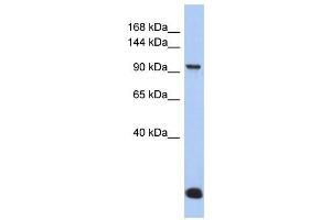 MVP antibody used at 1 ug/ml to detect target protein. (MVP Antikörper  (N-Term))
