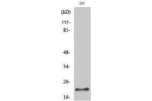 Western Blotting (WB) image for anti-Protease, serine, 1 (Trypsin 1) (PRSS1) (Internal Region) antibody (ABIN3187353) (PRSS1 Antikörper  (Internal Region))