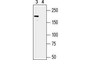 Western blot analysis of mouse lung lysate:3. (Periaxin (PRX) Peptid)