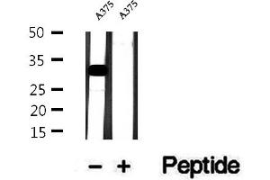 Western blot analysis of extracts of A375 cells, using Histone H1. (HIST1H1C Antikörper  (N-Term))