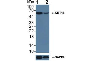 Western blot analysis of (1) Wild-type HeLa cell lysate, and (2) KRT18 knockout HeLa cell lysate, using Rabbit Anti-Mouse KRT18 Antibody (1 µg/ml) and HRP-conjugated Goat Anti-Mouse antibody (abx400001, 0. (Cytokeratin 18 Antikörper  (AA 1-423))
