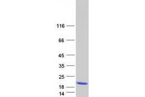 Validation with Western Blot (MTCP1 Protein (Myc-DYKDDDDK Tag))