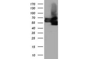 Western Blotting (WB) image for anti-Butyrophilin, Subfamily 1, Member A1 (BTN1A1) antibody (ABIN1496986) (BTN1A1 Antikörper)