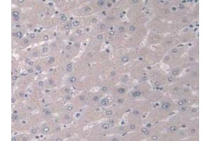 IHC-P analysis of Human Liver Tissue, with DAB staining. (IGFBP4 Antikörper  (AA 22-258))