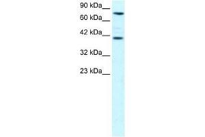 ZNF652 antibody used at 0. (ZNF652 Antikörper  (N-Term))