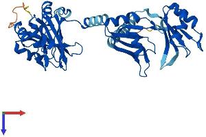 PABPC5 Protein (AA 1-382) (His tag)