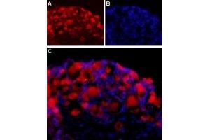 Expression of NLGN2 in rat DRGImmunohistochemical staining of adult rat dorsal root ganglion (DRG) using Anti-Neuroligin 2 (extracellular) Antibody (ABIN7043362, ABIN7044682 and ABIN7044683) followed by goat anti-rabbit-AlexaFluor-594 secondary antibody. (Neuroligin 2 (NLGN2) Peptid)