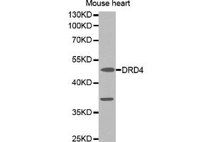 Western blot analysis of extracts of mouse heart cell line, using DRD4 antibody. (DRD4 Antikörper)