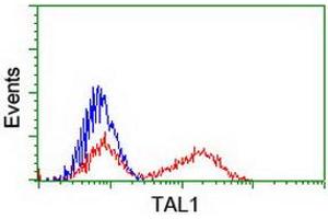 HEK293T cells transfected with either RC222628 overexpress plasmid (Red) or empty vector control plasmid (Blue) were immunostained by anti-TAL1 antibody (ABIN2455265), and then analyzed by flow cytometry. (TAL1 Antikörper)
