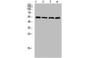 Western Blot analysis of 1,mouse-lung 2,mouse-brain 3,mouse-spleen 4,mouse-kidney cells using primary antibody diluted at 1:500(4 °C overnight). (ATP6AP1 Antikörper  (AA 421-470))