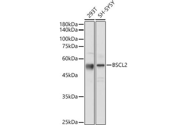 BSCL2 Antikörper  (AA 50-150)