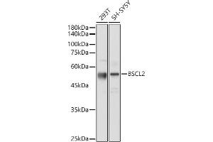 Western blot analysis of extracts of various cell lines, using BSCL2 antibody (ABIN7265874) at 1:1000 dilution.