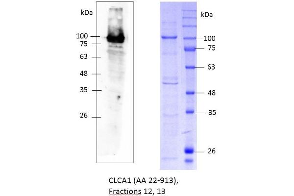 CLCA1 Protein (AA 22-913) (rho-1D4 tag,His tag)