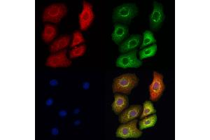 ABIN7093890 and ABIN7097933 staining Hela cells by IF/ICC. (GSTT2B Antikörper  (Internal Region))